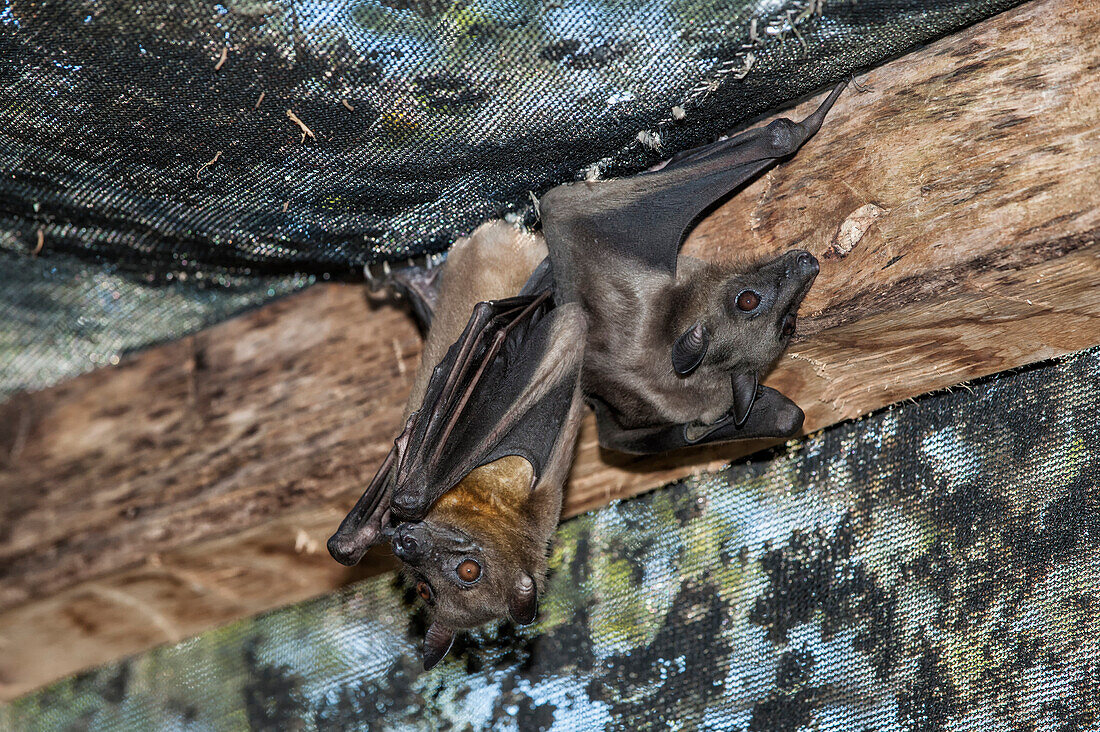 Madagascar Flying Fox (Madagascar Fruit Bat) (Pteropus rufus) hanging in a barn, Madagascar, Africa