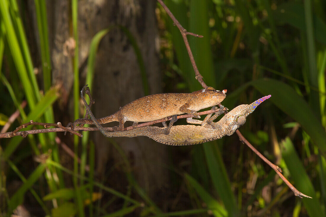 Couple of Blade chameleons (Calumma gallus), Madagascar, Africa