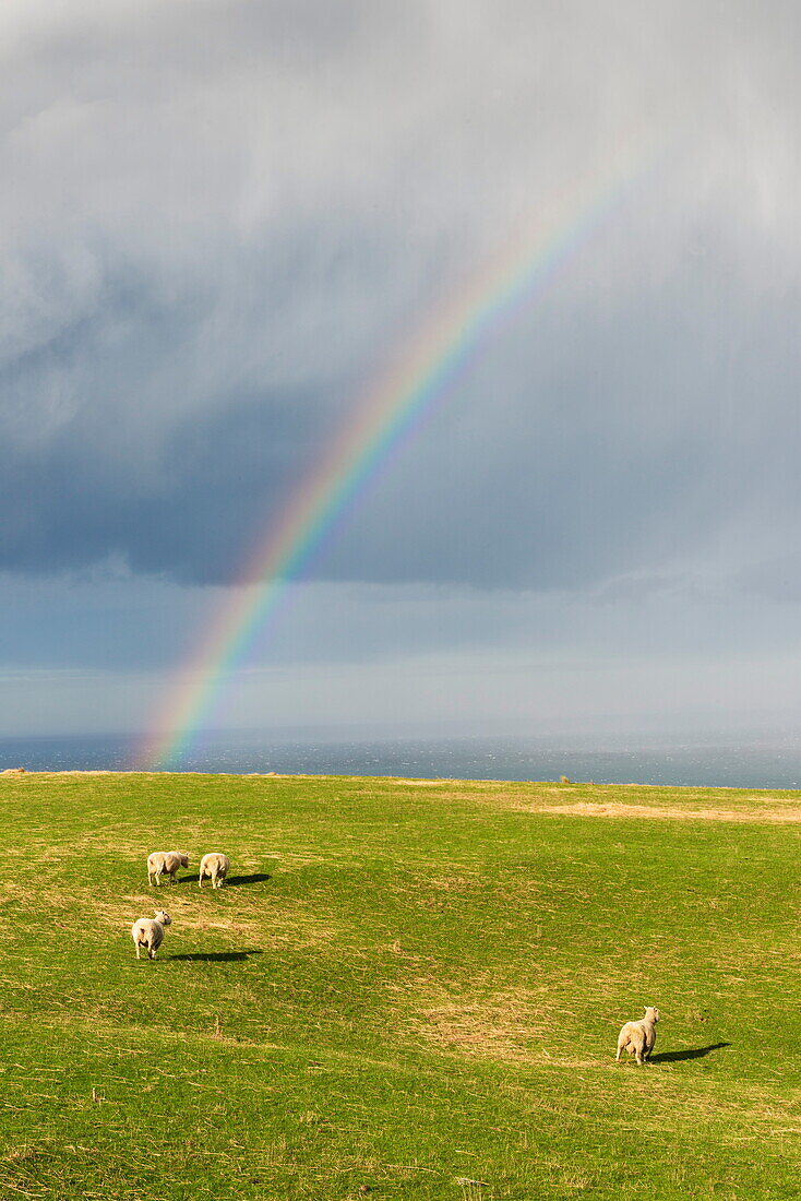 Sheep grazing under a rainbow at Otago Peninsula, Otago, South Island, New Zealand, Pacific