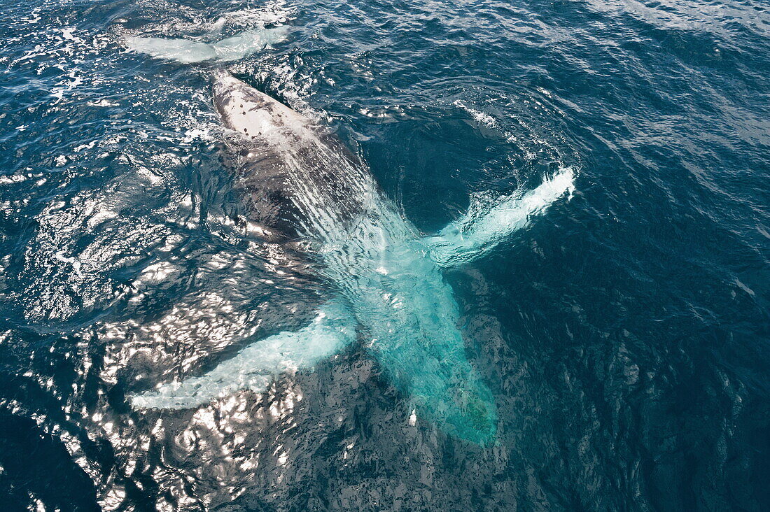 Humpback whale (Megaptera novaeangliae) breaching, Hervey Bay, Queensland, Australia, Pacific