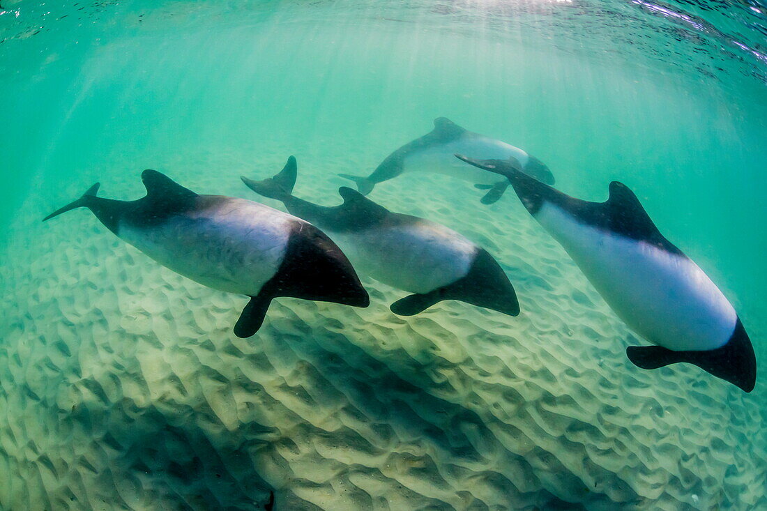 Adult Commerson's dolphins (Cephalorhynchus commersonii), underwater at Carcass Island, Falkland Islands, UK Overseas Protectorate, South America