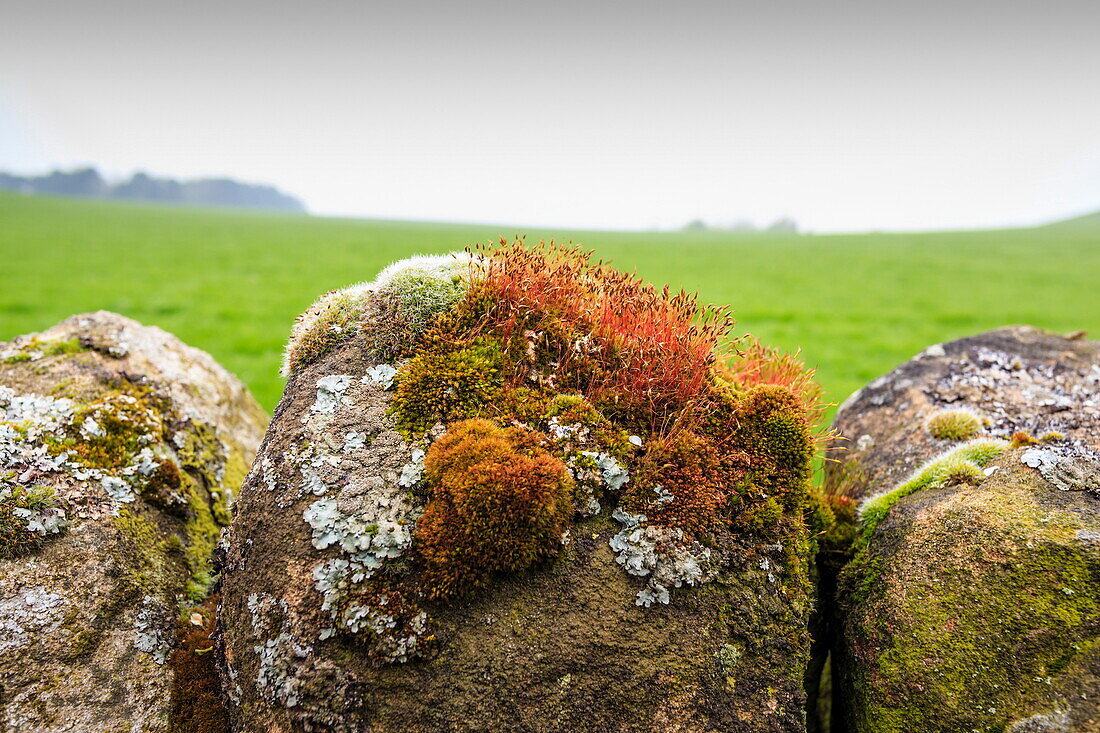 Moss and lichen on a dry stone wall near Elton on a murky spring day, Peak District National Park, Derbyshire, England, United Kingdom, Europe