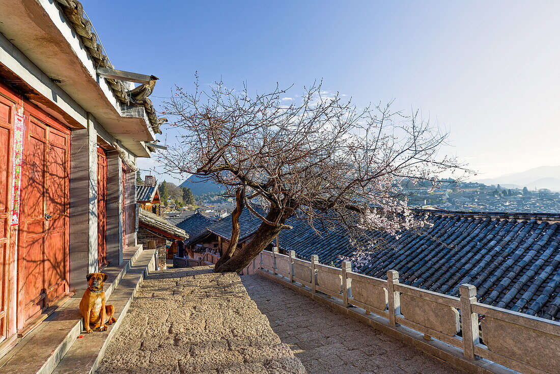 Dog sitting in the sun, with plum tree and Lijiang roofs, Lijiang, Yunnan, China, Asia