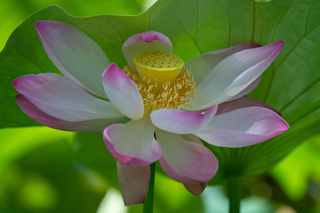 Lotus (Nelumbo nucifera) im Königlichen Botanischen Garten Seewoosagur Ramgoolam, Pamplemousses, Mauritius, Indischer Ozean, Afrika
