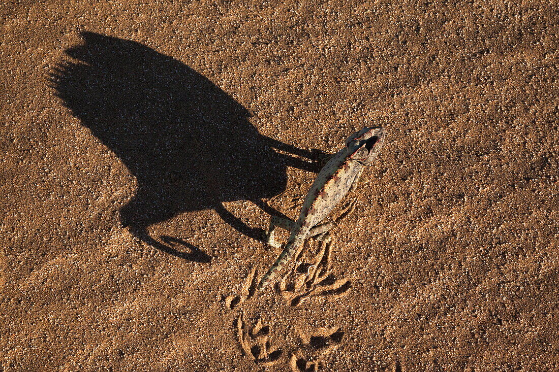 Namaqua chameleon (Chamaeleo namaquensis), Namib Desert, Namibia, Africa