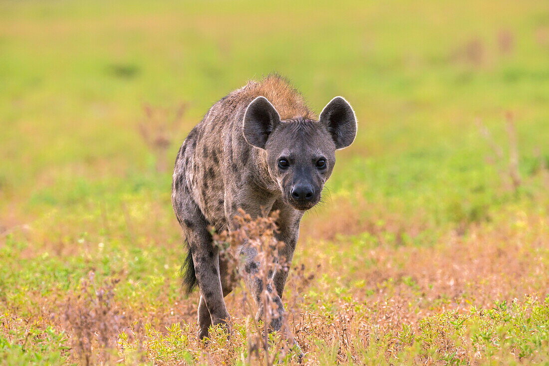 Spotted hyena (Crocuta crocuta), Kgalagadi Transfrontier Park, Northern Cape, South Africa, Africa