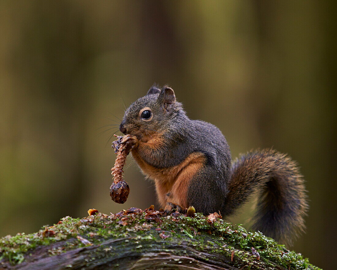 Douglas's Squirrel (Tamiasciurus hudsonicus) eating a pine cone, Olympic National Park, Washington State, United States of America, North America