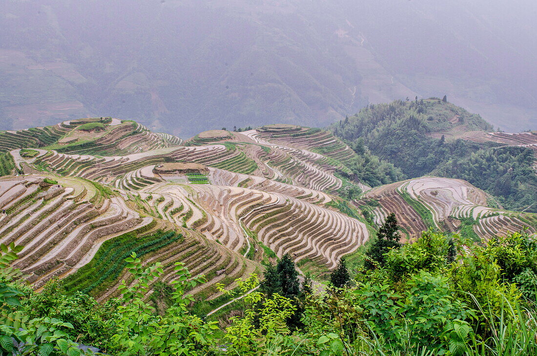 Dragon Spine Rice Terraces, Longsheng, Guangxi, China, Asia