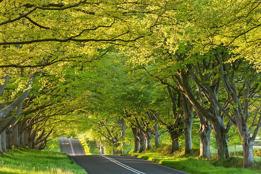 Ancient beech tree avenue at Kingston Lacy in spring, Badbury Rings, Dorset, England, United Kingdom, Europe