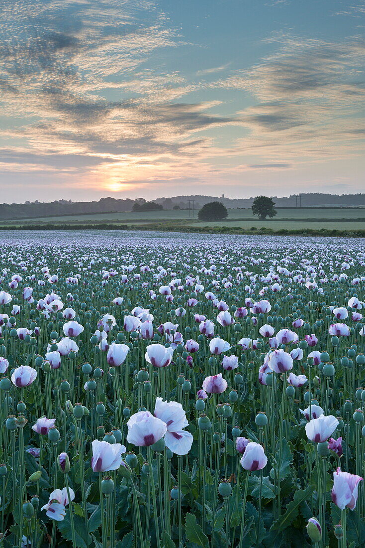 Opium poppies flowering in a Dorset … – License image – 70524577 lookphotos