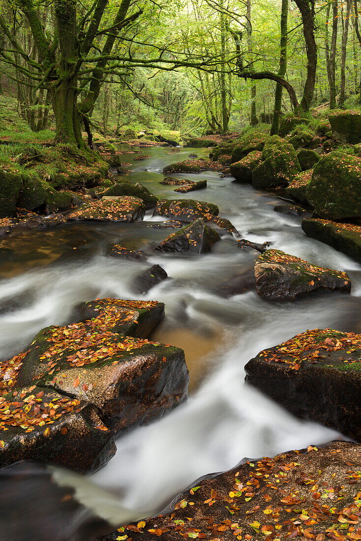 River Fowey tumbling through rocks at Golitha Falls, Cornwall, England, United Kingdom, Europe