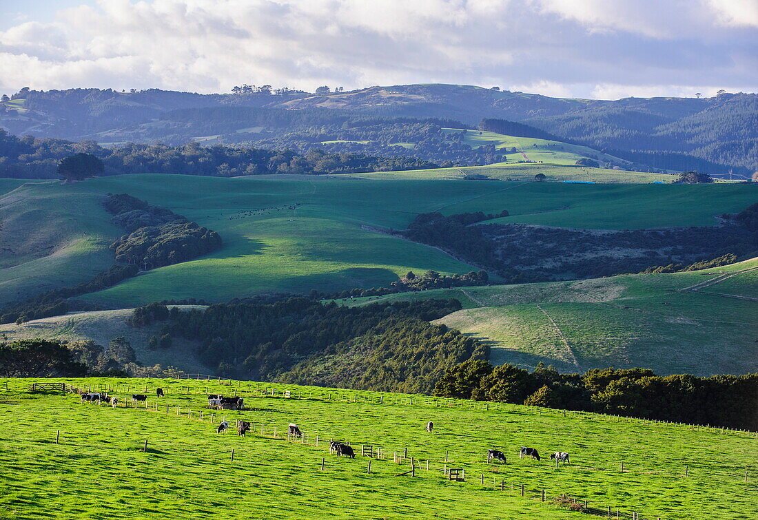 Beautiful scenery in the hinterland of Northland, North Island, New Zealand, Pacific