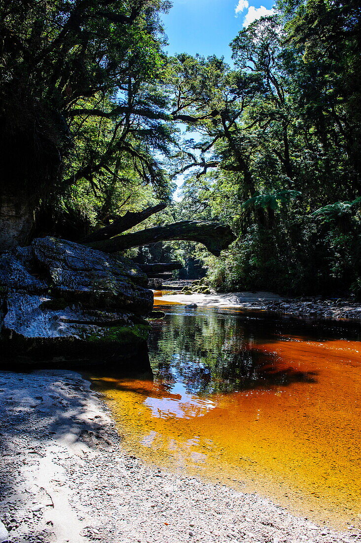 River with very brown water from tree leaves, running through the Oparara Basin, Karamea, West Coast, South Island, New Zealand, Pacific