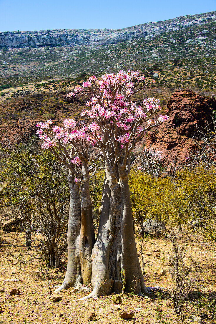 Bottle tree in bloom Adenium obesum Bild kaufen 70524873 