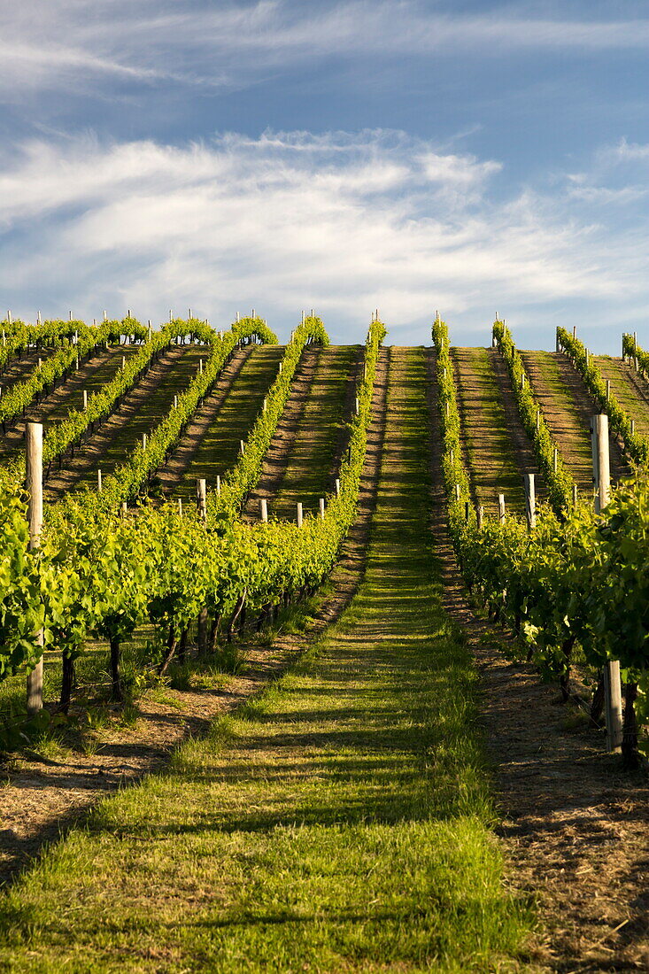 Vineyards along Delta Lake Heights Road, Renwick, near Blenheim, Marlborough region, South Island, New Zealand, Pacific