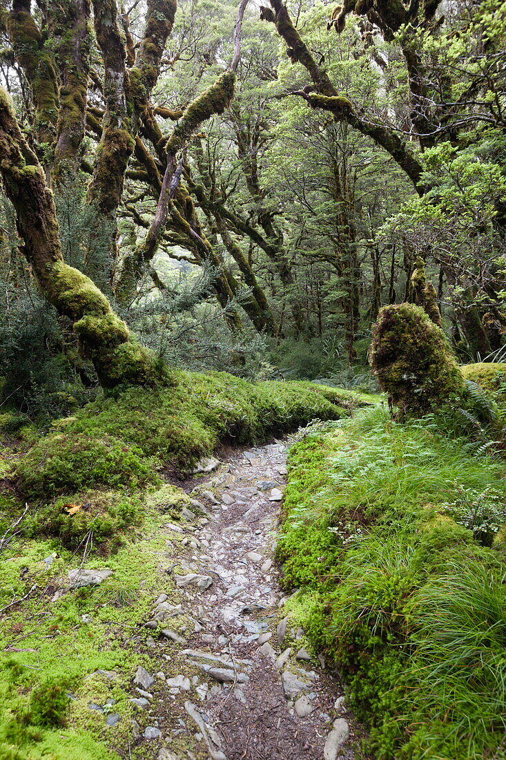 Moss covered forest above Lake Mackenzie, Routeburn Track, Fiordland National Park, UNESCO World Heritage Site, South Island, New Zealand, Pacific