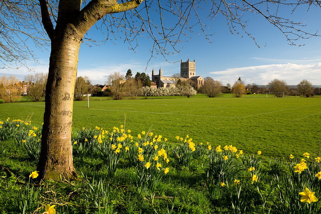 Tewkesbury Abbey with daffodils, Tewkesbury, Gloucestershire, England, United Kingdom, Europe