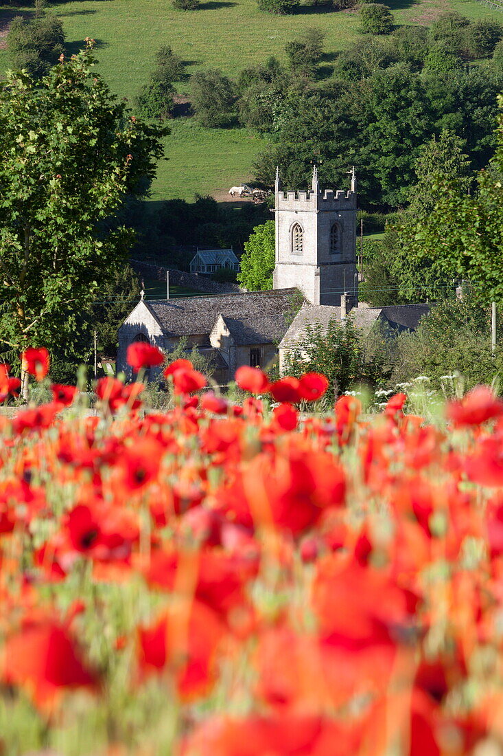 Poppy field and St. Andrew's Church, Naunton, Cotswolds, Gloucestershire, England, United Kingdom, Europe