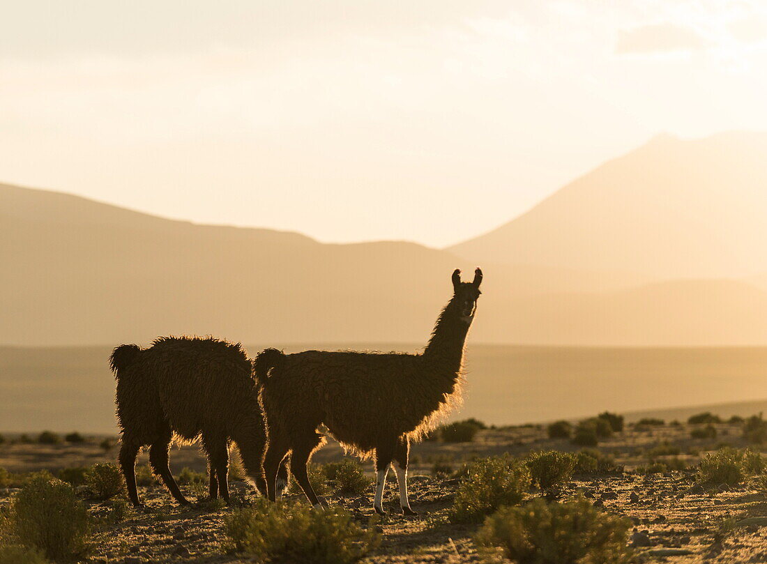 Llamas at dusk, Villa Alota, Southern Altiplano, Bolivia, South America
