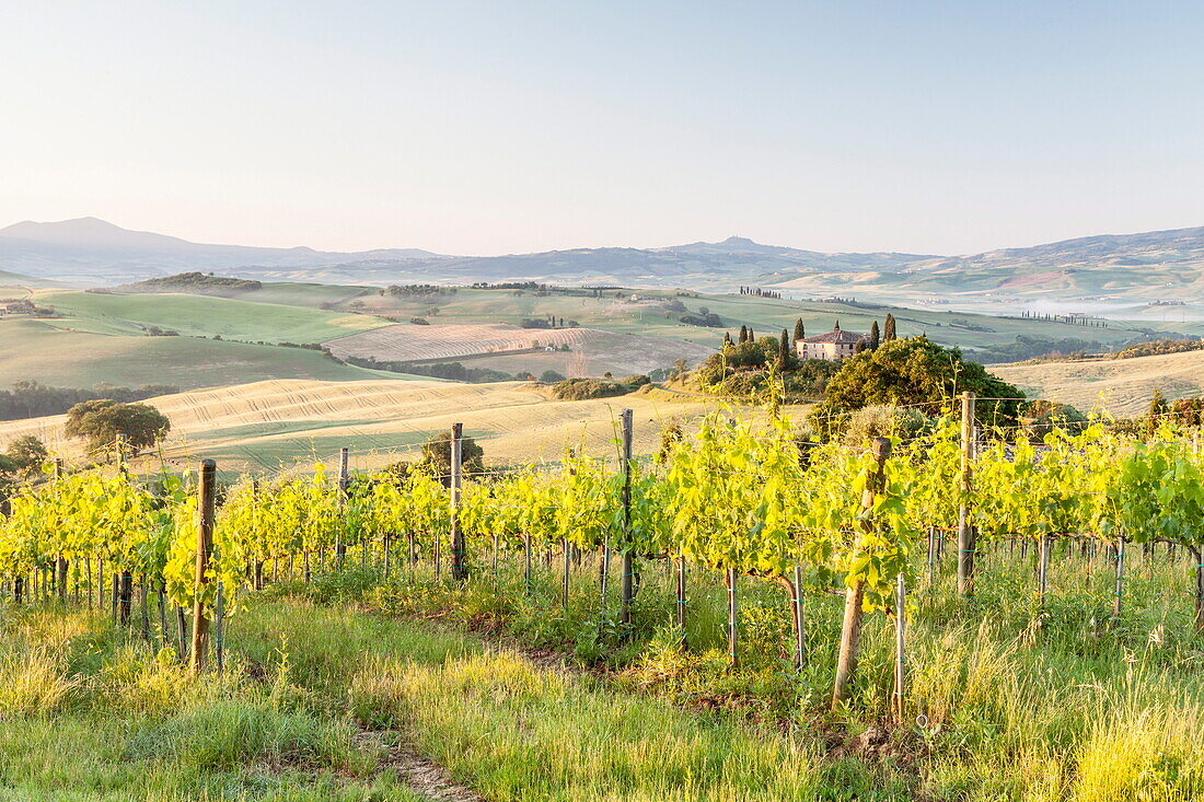 Vineyards and Il Belvedere on the Val d'Orcia, UNESCO World Heritage Site, Tuscany, Italy, Europe