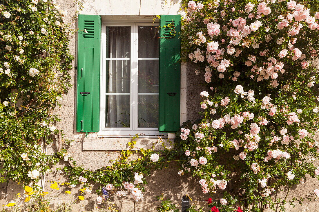 Roses cover a house in the village of Chedigny, Indre-et-Loire, Centre, France, Europe