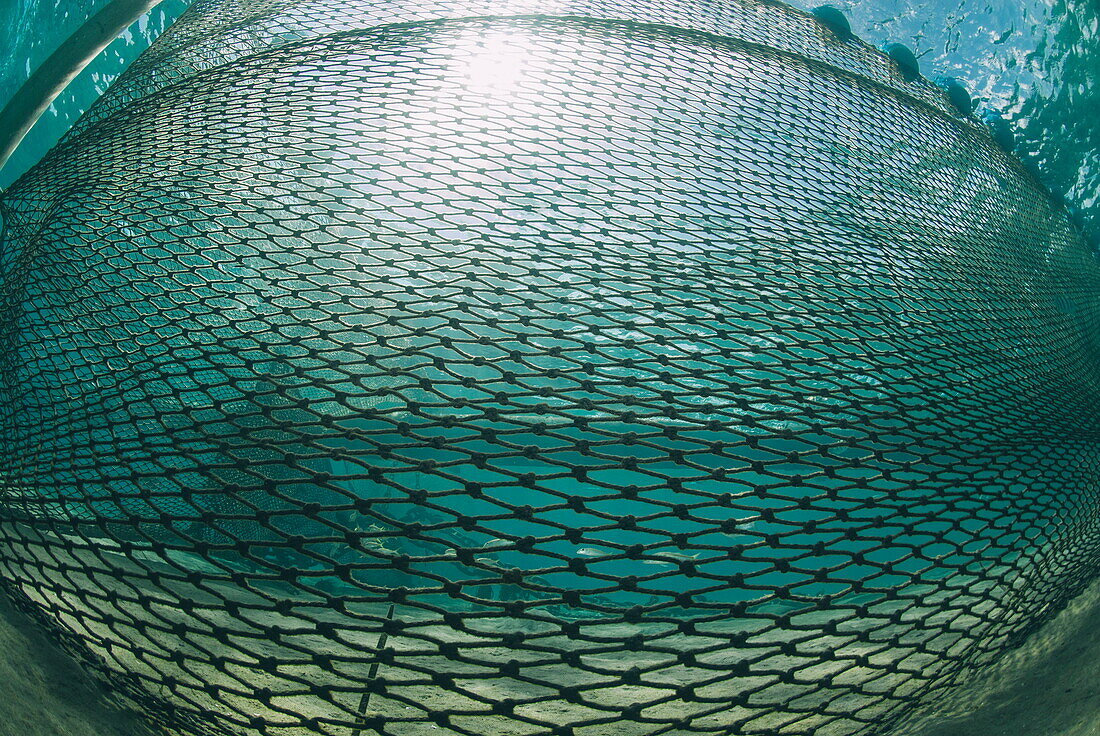Shark net set in shallow water, Naama Bay, Ras Mohammed National Park, Sharm El Sheikh, Red Sea, Egypt, North Africa, Africa