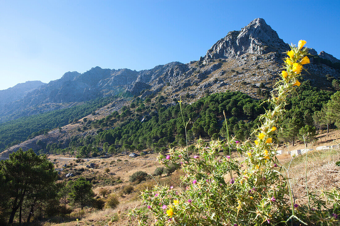 Gebirgsregion Sierra del Pinar im Naturpark Sierra de Grazalema, Provinz Cádiz, Andalusien, Spanien, Europa