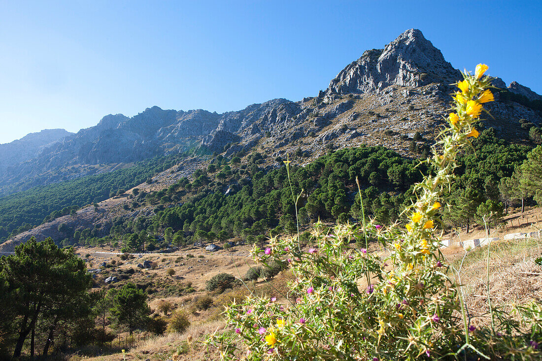 Sierra del Pinar Mountains in the natural preserve of Sierra de Grazalema, Cadiz Province, Andalusia, Spain, Europe