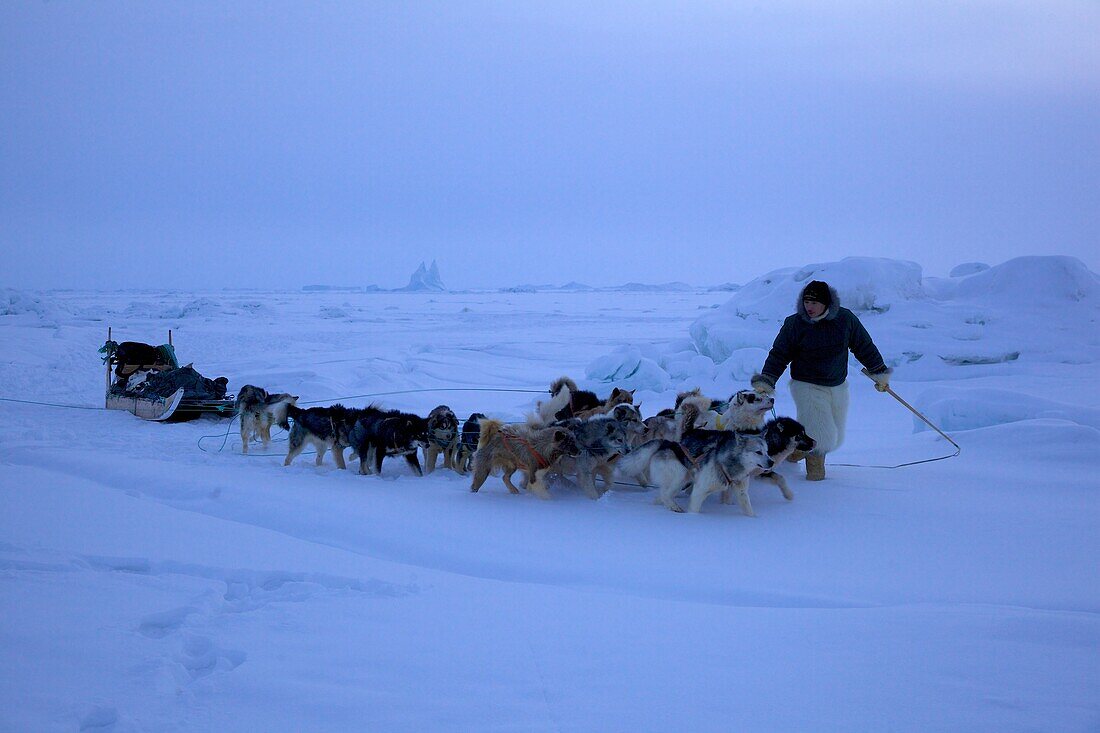 Dog sled guide with his sled dogs on the frozen ocean at Qaanaaq, Northwest Greenland, Greenland