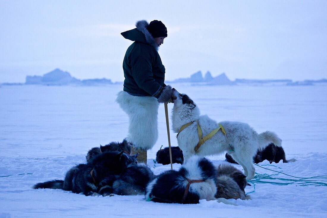 Dog sled leader with polar bear skin trousers and sled dogs on the frozen ocean at Qaanaaq, Northwest Greenland, Greenland