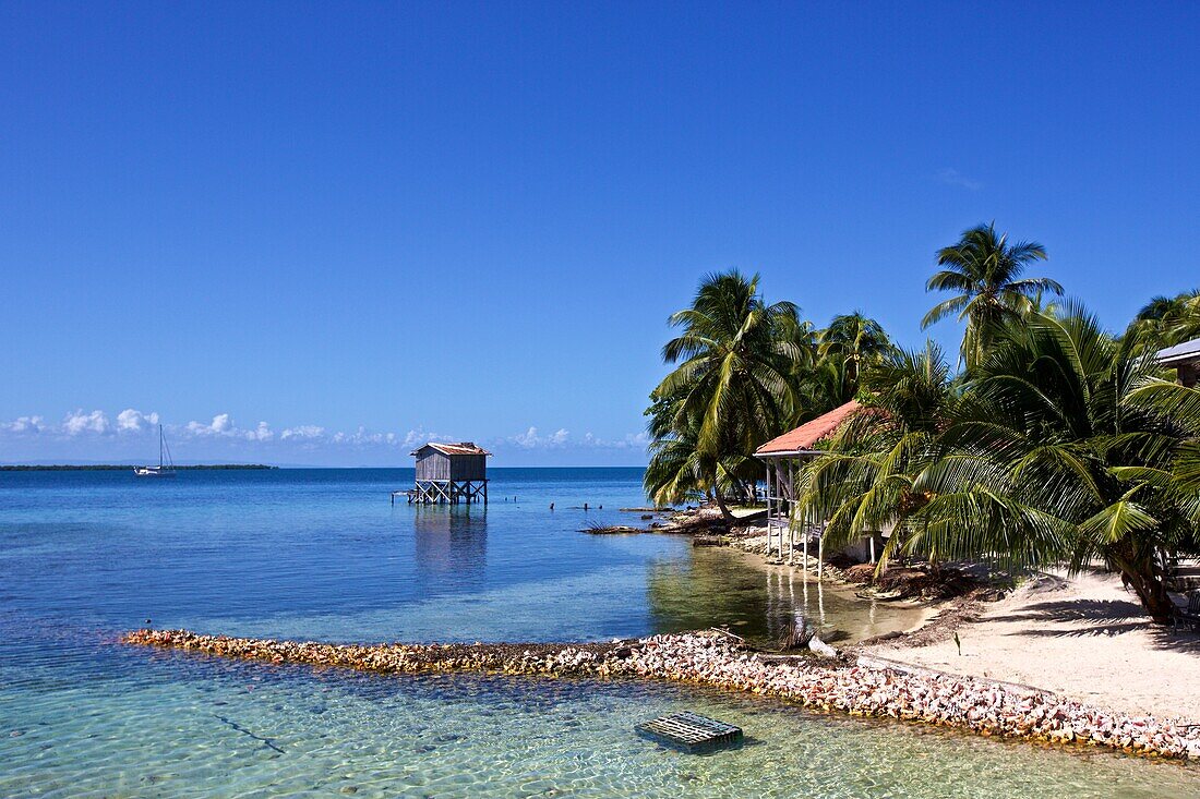Strand mit Palmen Tobacco Caye, Belize, Mittelamerika