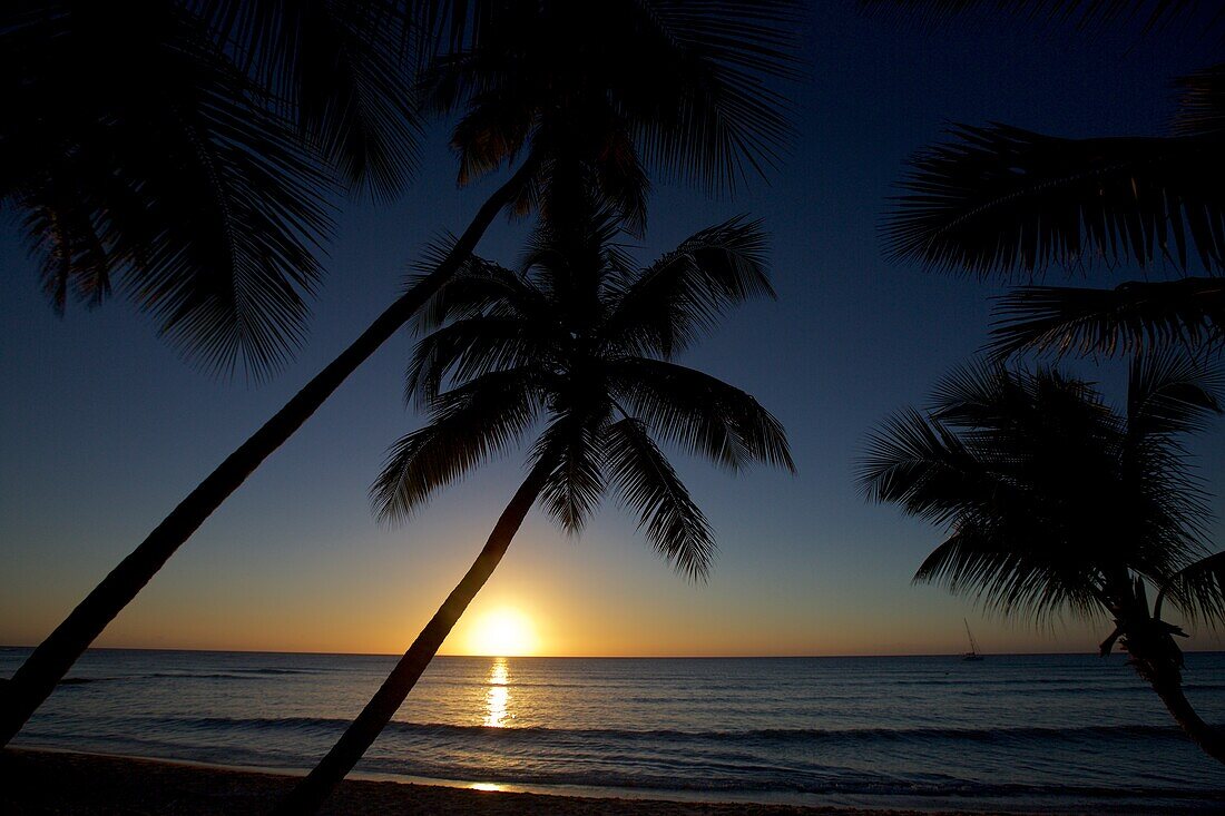 Palmen und eine Segelyacht vor der untergehenden Sonne, Isla Saona, La Altagracia, Dominikanische Republik