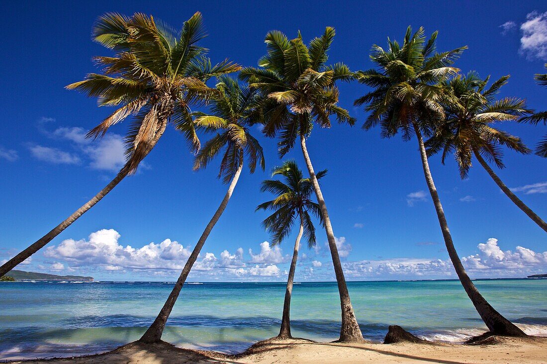 Palm beach at Las Terrenas on the Samana peninsula, Dominican republic