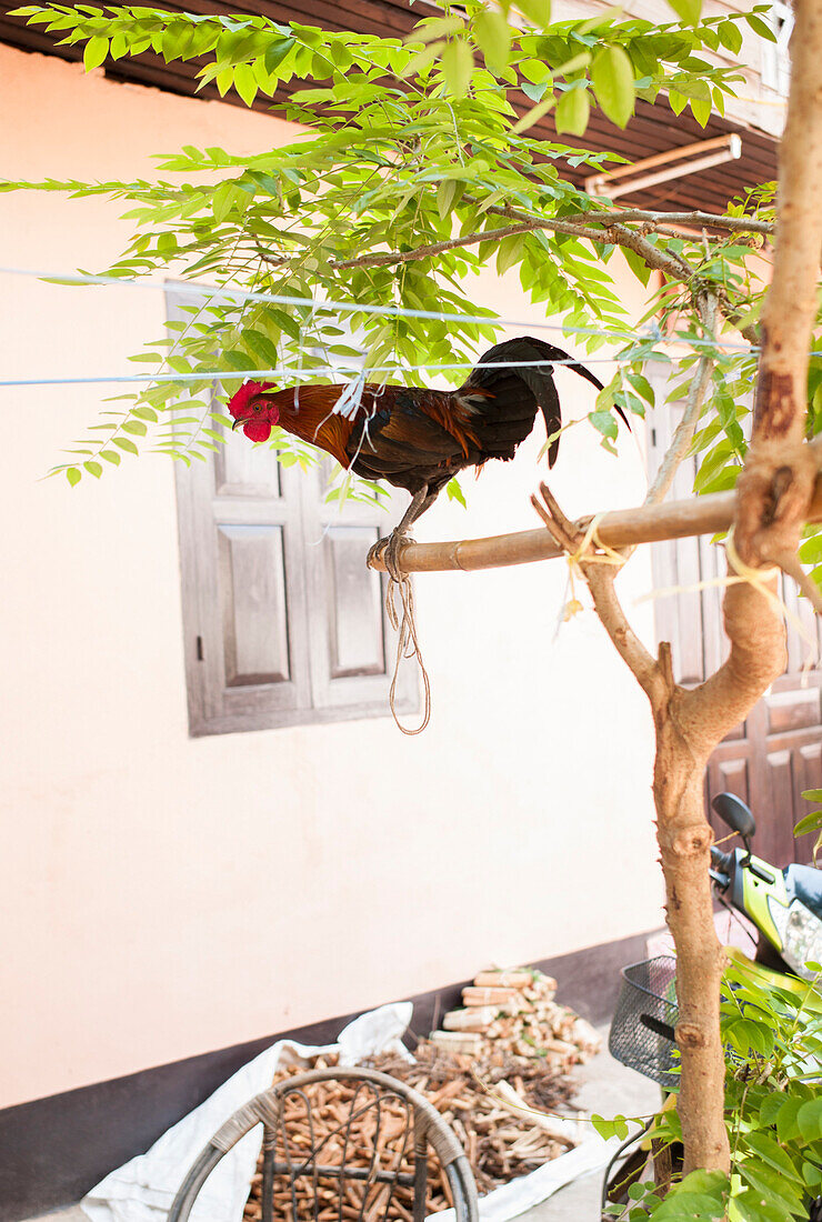 Tied cock in a tree, Luang Prabang, Laos