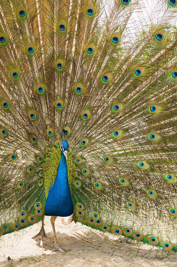 Blue peafowl, Prasdorf, Probstei, Schleswig-Hostein, Germany