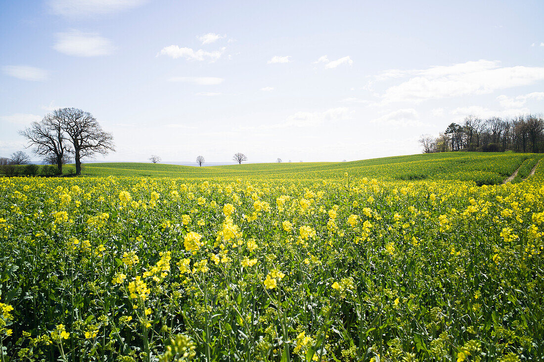 Rapsfeld, Neustadt in Holstein, Schleswig-Holstein, Deutschland