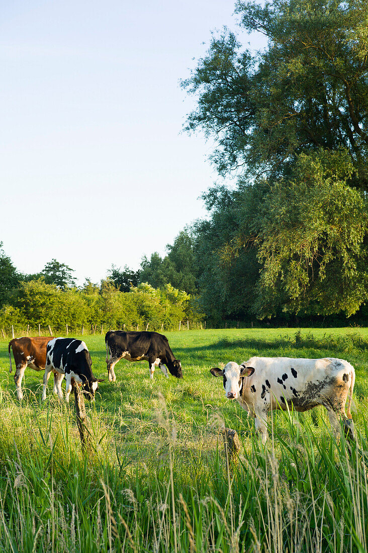 Kühe auf der Weide, Schönberger Strand, Probstei, Schleswig-Holstein, Deutschland