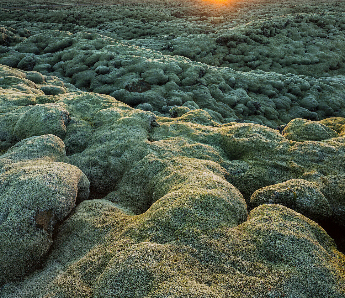 Moospolster auf einem Lavafeld, nahe Kirkjubaerklaustur, Eldhraun, Südisland, Island