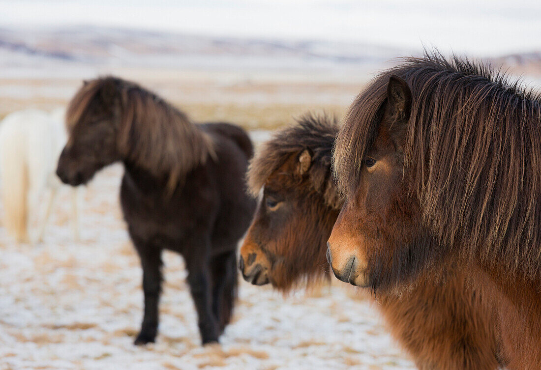 Islandpferde, nahe Hvollsvöllur, Südisland, Island