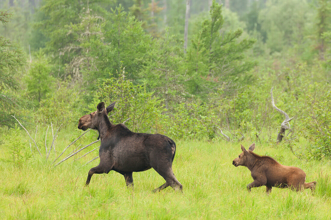 'Moose with a young calf; Thunder Bay, Ontario, Canada'