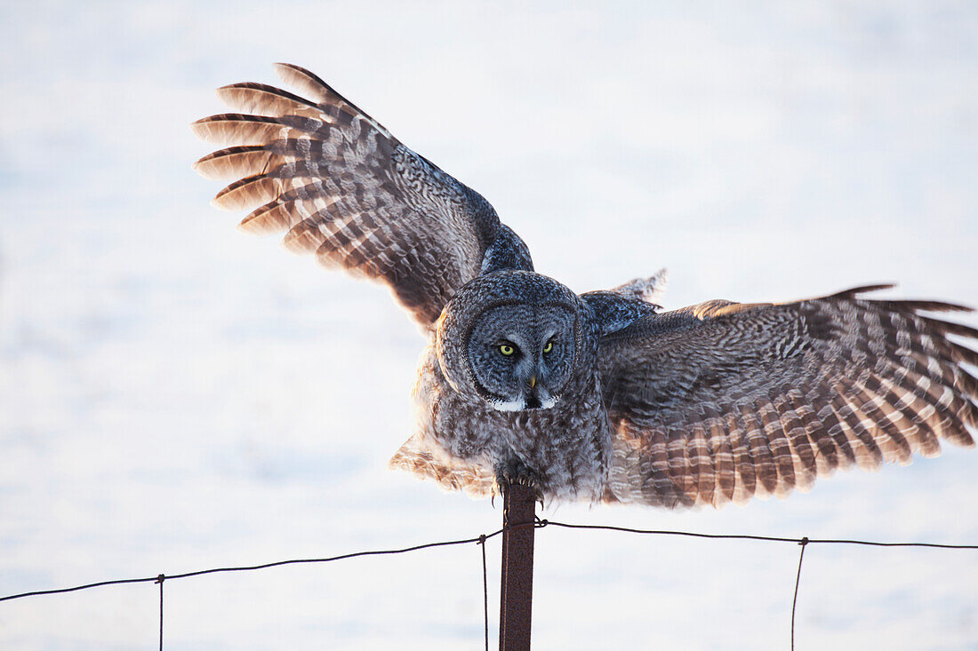 'Great Grey Owl (Strix nebulosa) landing on a post; Thunder Bay, Ontario, Canada'