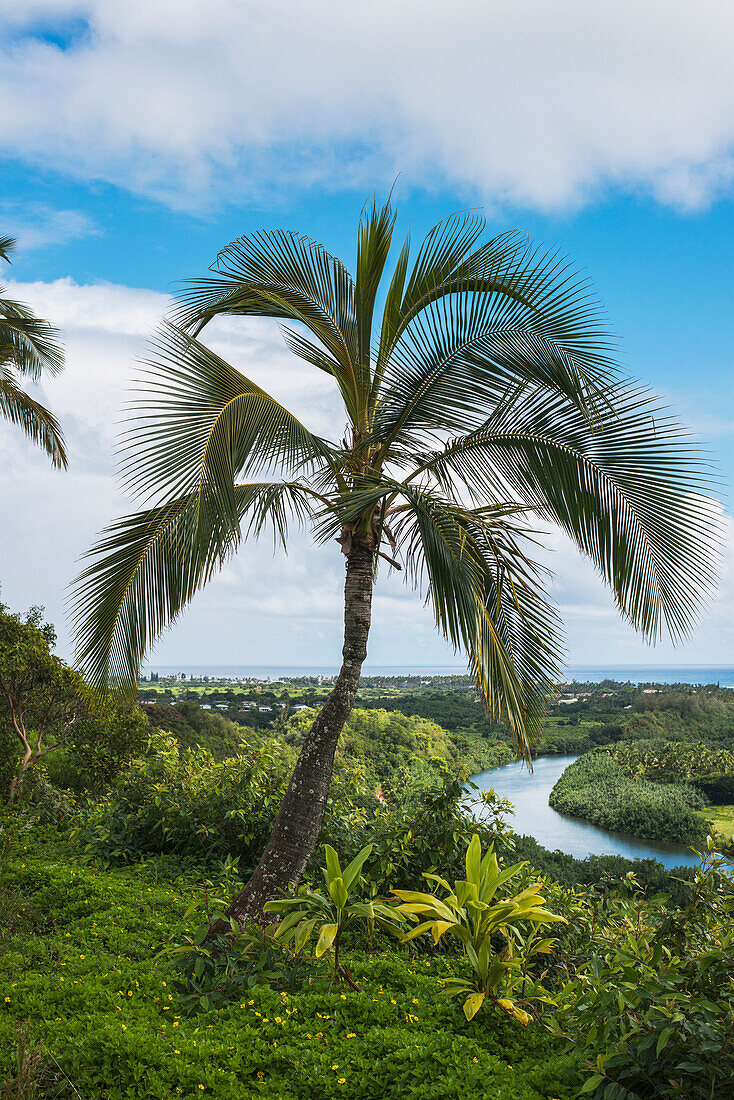 'A coconut palm tree grows near the Wailua River; Kauai, Hawaii, United States of America'