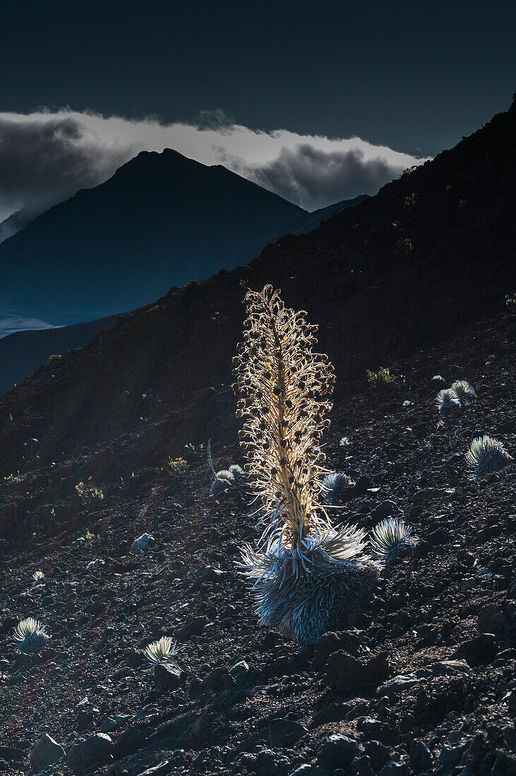 'Silversword (Argyroxiphium) grows in Haleakala Crater; Maui, Hawaii, United States of America'