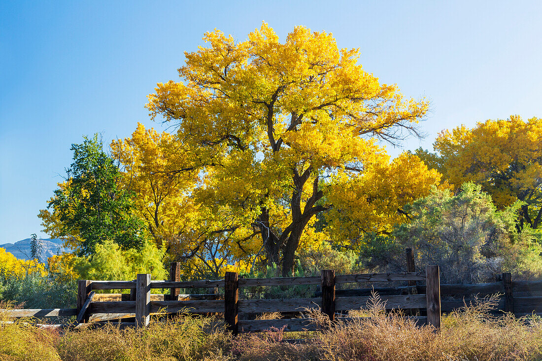 'Colourful autumn cottonwood trees with yellow leaves and an old wooden fence in the foreground; Palisade, Colorado, United States of America'