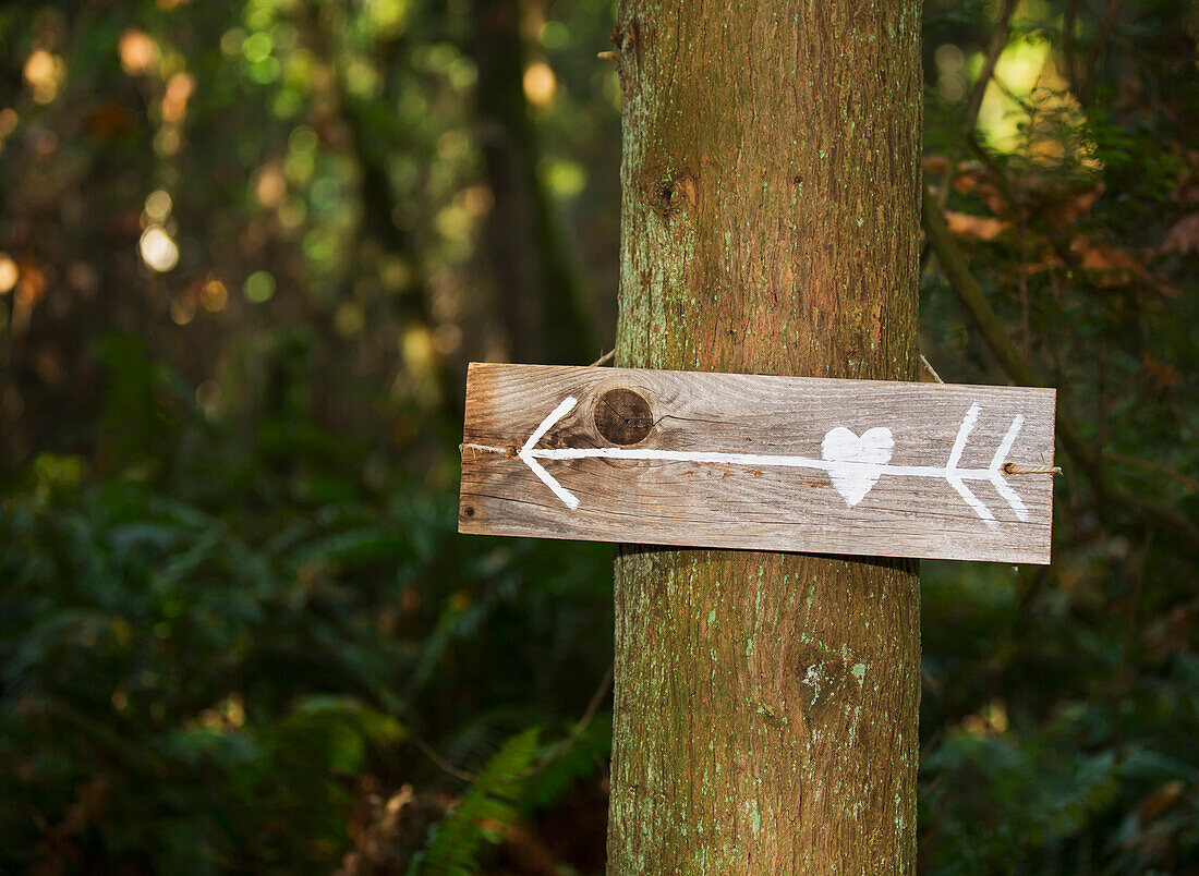 'Sign on a tree pointing to love; Langley, British Columbia, Canada'