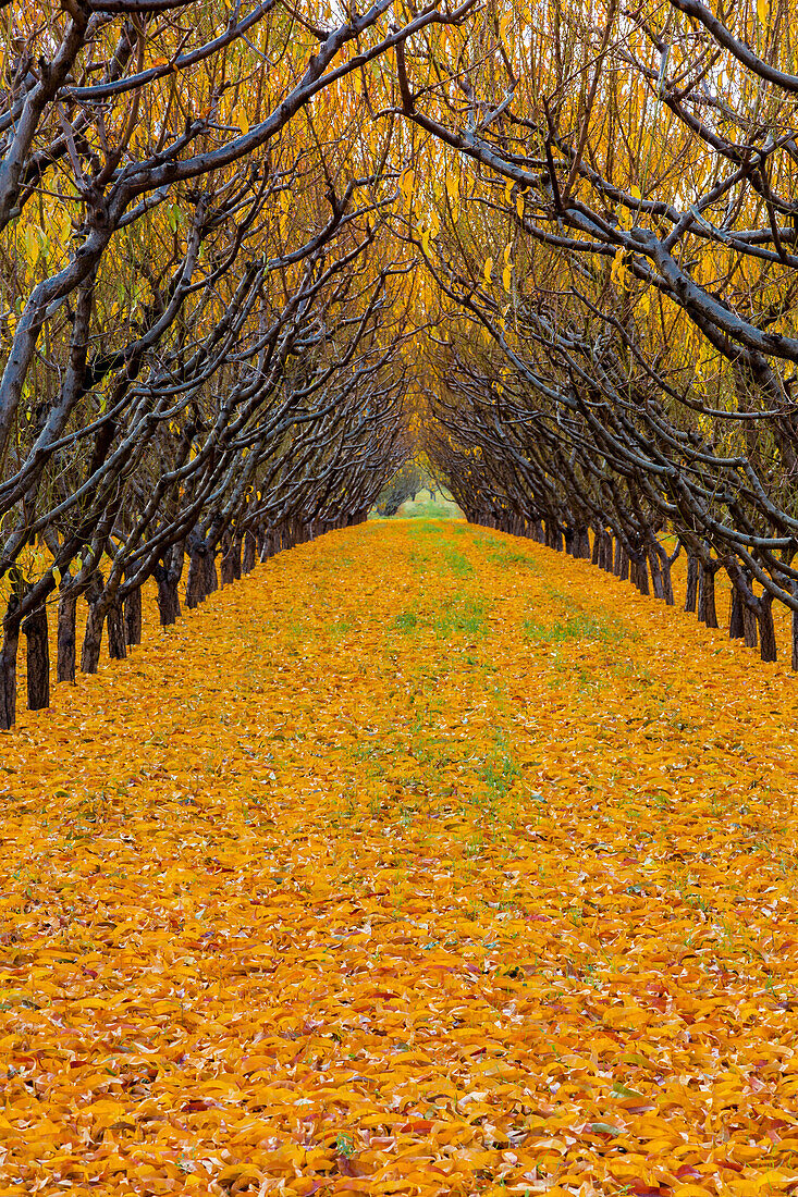 'Two rows of peach trees in autumn foliage with yellow leaves covering the ground; Palisade, Colorado, United States of America'
