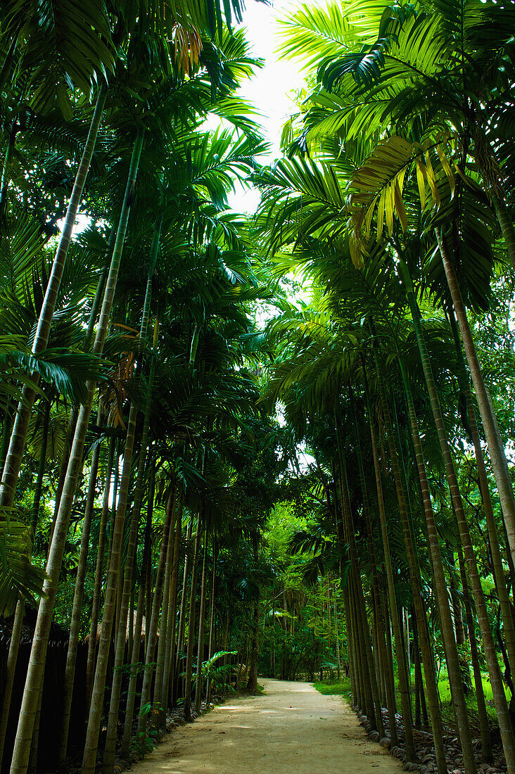 'A path lined with tall, lush palm trees; Ulpotha, Embogama, Sri Lanka'