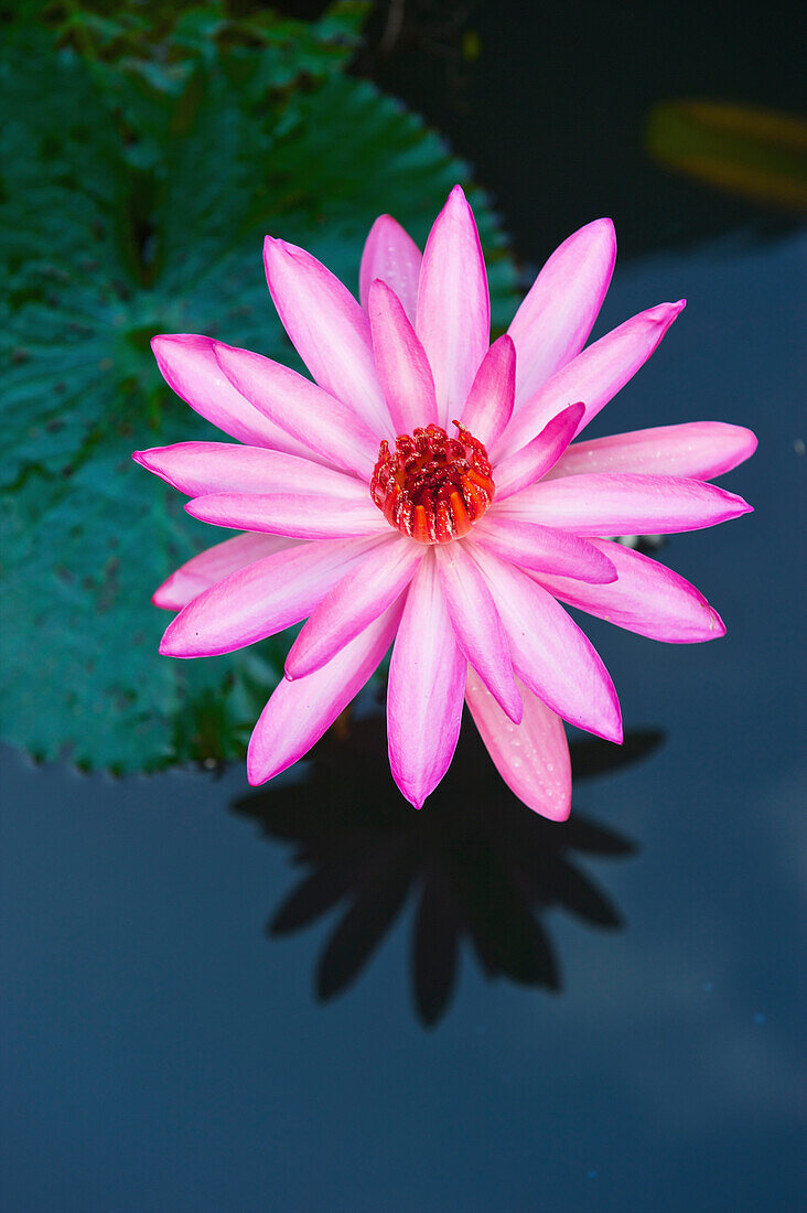 'A pink water lily (Nymphaeaceae); Ulpotha, Embogama, Sri Lanka'