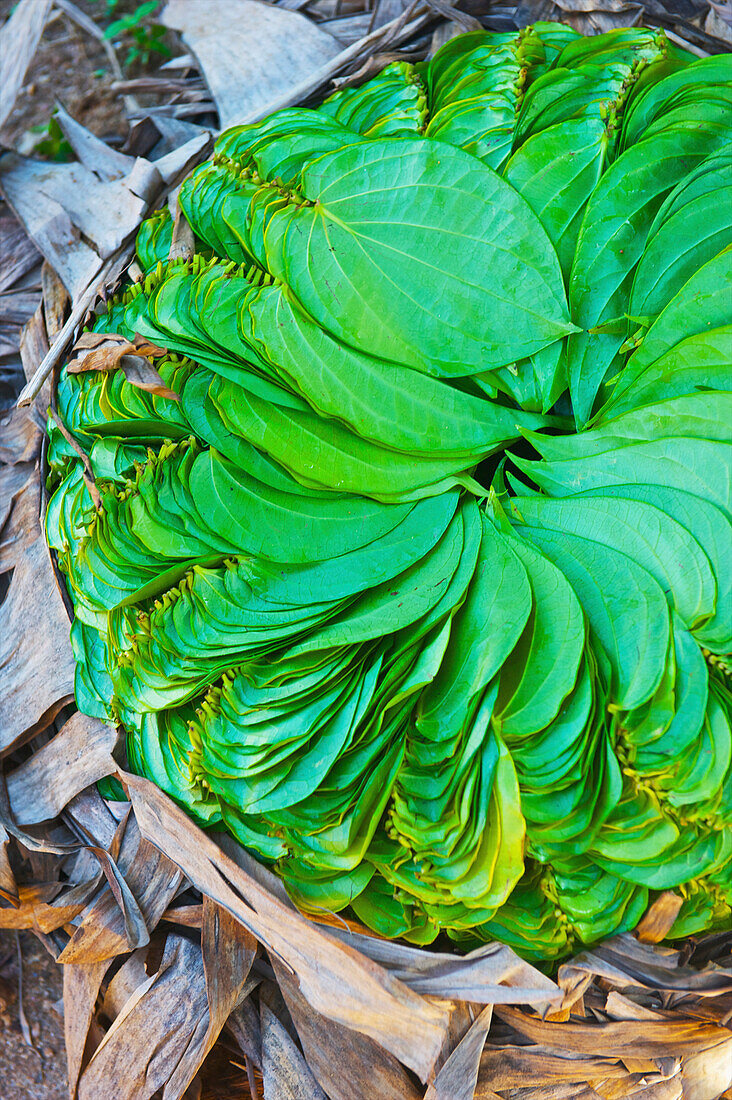 'Bright green leaves laid out in a spiral design in a pile; Ulpotha, Embogama, Sri Lanka'