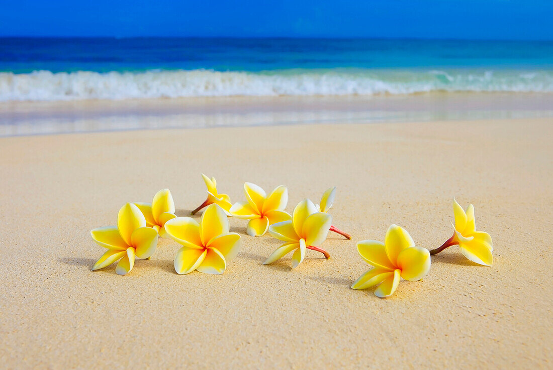 Hawaii, yellow plumeria flowers on the beach.